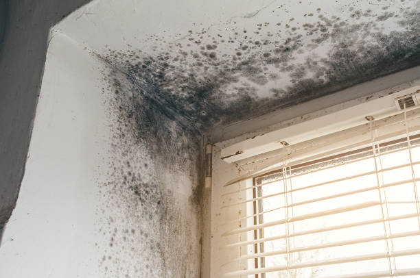 Affordable Mold Cleanup solutions in Annville, PA